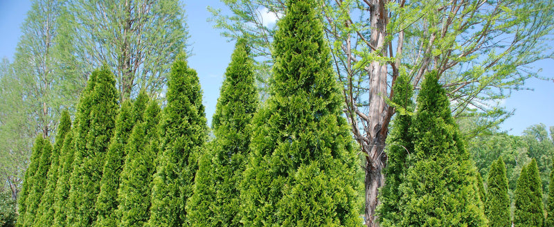 Thuja Green Giant Arborvitae Spacing And Growth Rate, 42% OFF