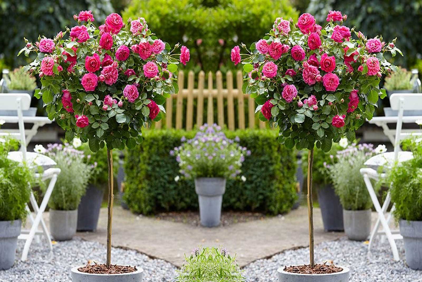 Knock Out Rose Trees  You Need Oneor Three! - PlantingTree