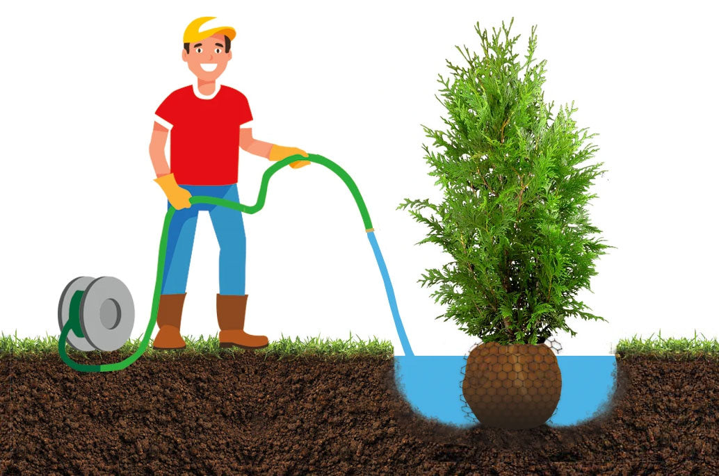 Plant Sizes - PlantingTree