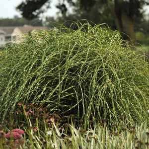 Dwarf Zebra Maiden Grass for Sale Online - The Greenhouse