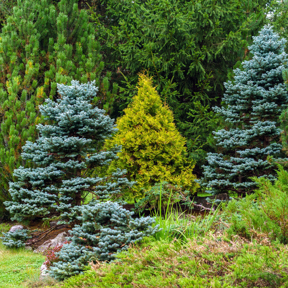 dwarf blue spruce tree varieties