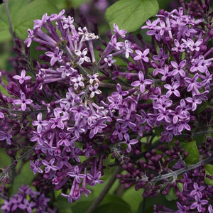 Bloomerang® Dark Purple Lilac | Reblooming Lilacs | PlantingTree ...