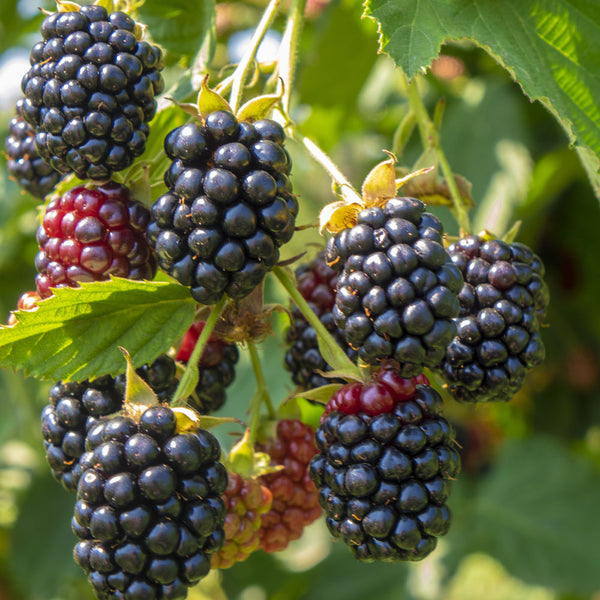Ouachita Thornless Blackberry - PlantingTree