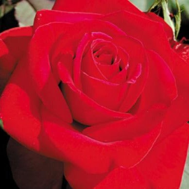 Olympiad Hybrid Tea Rose, Shop Roses