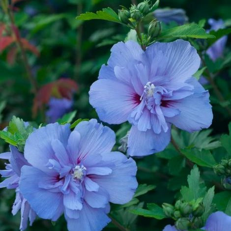 Blue Chiffon Rose of Sharon - PlantingTree