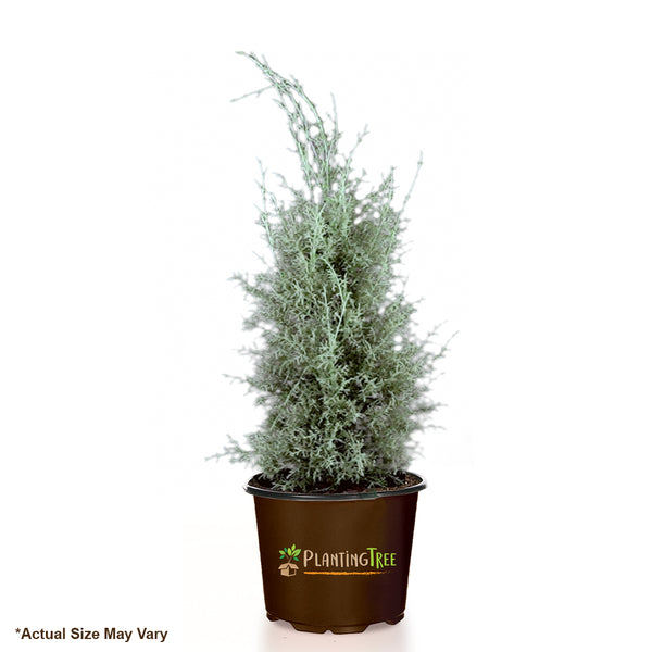 Carolina Sapphire Cypress Tree for Sale | PlantingTree.com - PlantingTree