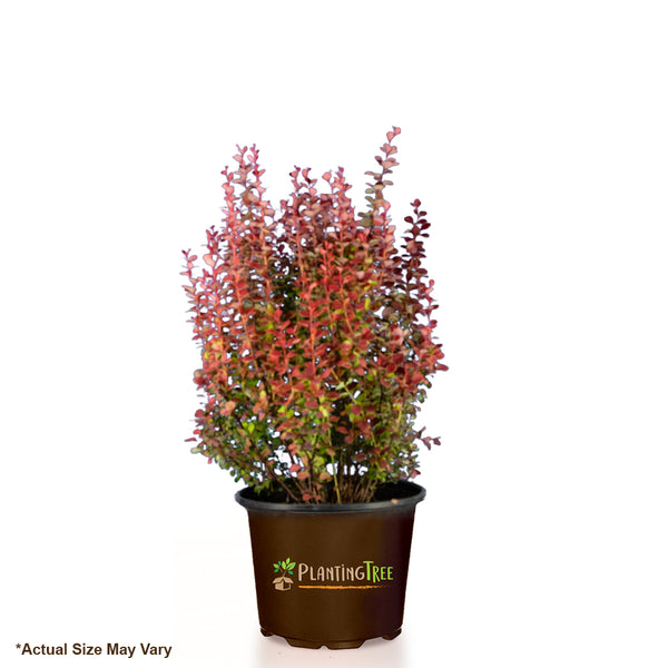 Orange Rocket Barberry - PlantingTree