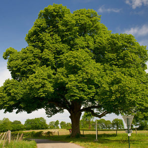 Chinese Chestnut Tree | Roasting Chestnuts | PlantingTree.com ...