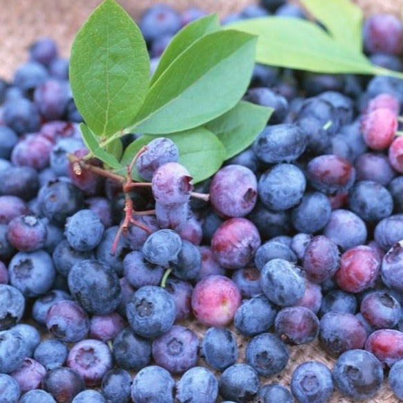 blueberries images