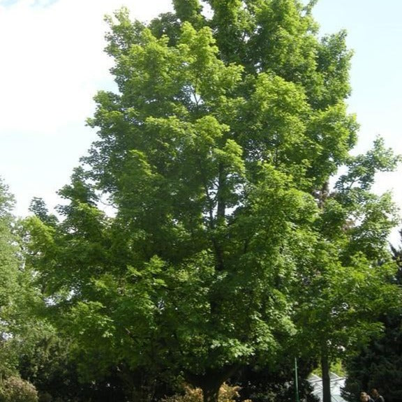 Silver Maple | SIlver Maple Trees for Sale - PlantingTree