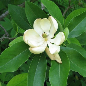 Sweetbay Magnolia