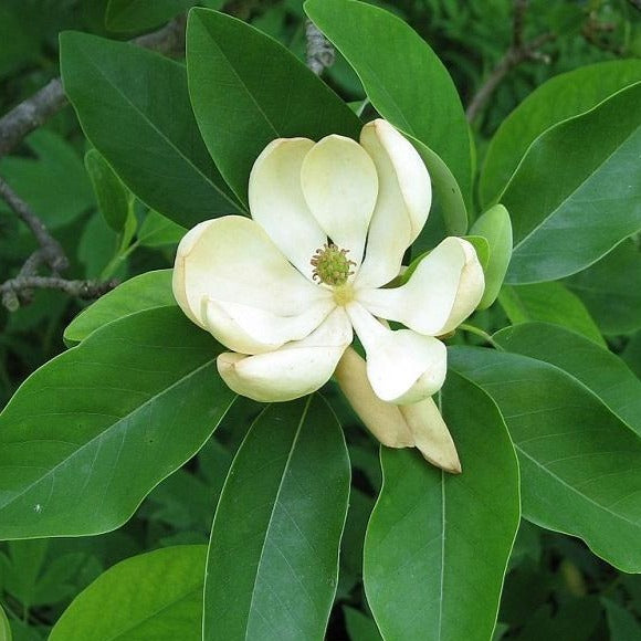 Sweetbay Magnolia | Sweetbay Magnolia Tree - PlantingTree