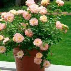 Peach Drift Rose | Blushing Peach Bloom - PlantingTree