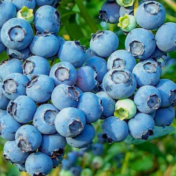 blue fruit