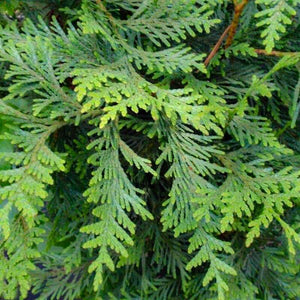 Thuja Green Giant | Thuja Green Giant For Sale - PlantingTree