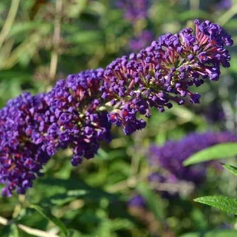 Black Knight Butterfly Bush - PlantingTree