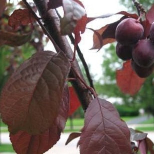 Beauty Plum Tree - Delicious, snack sized, bright red plums first year! 2  years old and 3-4 feet tall!