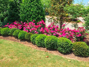 Wintergreen Boxwood | Wintergreen Boxwood for Sale - PlantingTree