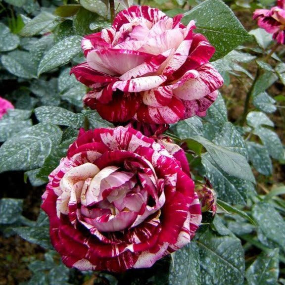 Julio Iglesias Rose | Julio Iglesias Rose for Sale - PlantingTree