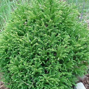 Cryptomeria Globosa Nana (japanese Cedar) 