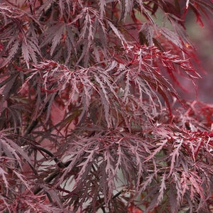 Red Dragon Japanese Maple | Amazing Red Color - PlantingTree