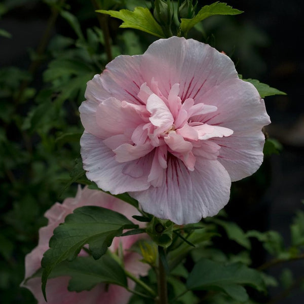 Pink Chiffon Rose of Sharon - PlantingTree