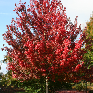 American Red Maple Tree | Colorful Shade Tree For Multiple Seasons ...