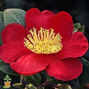 Kramer's Supreme Camellia - PlantingTree