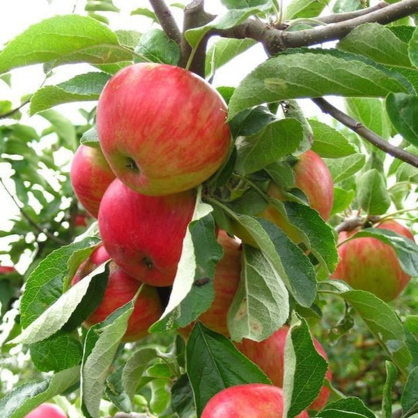 Gala Apple Trees for Sale