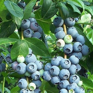 Tifblue Blueberry | Grow Blueberries At Home - PlantingTree