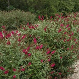 Miss Molly' Butterfly Bush (Buddleia)