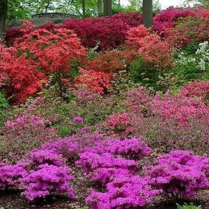 Autumn Royalty Encore Azalea | Fushia Azalea - PlantingTree