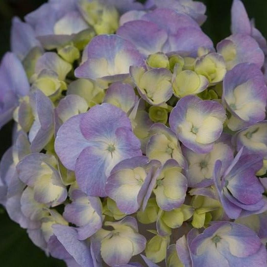 Cityline Berlin Bigleaf Hydrangea - PlantingTree