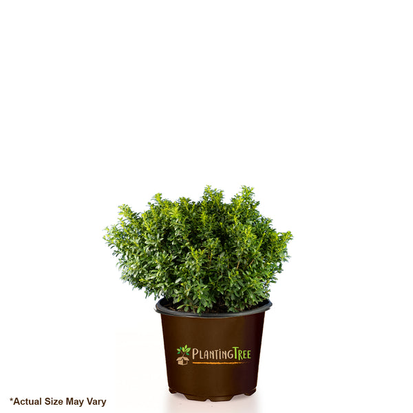 Brass Buckles Holly - 3 Gallon Pot