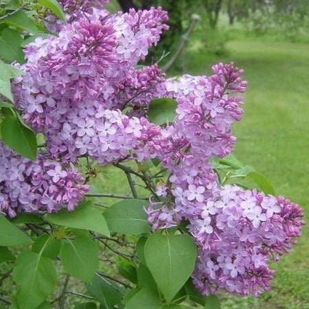 Lilac 'Common' Tree 1 Gallon 3'ft tall + – Tristar Plants