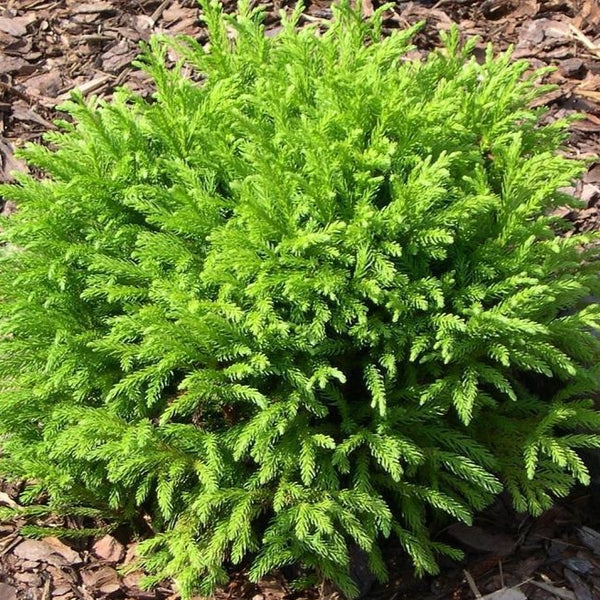 Cryptomeria Globosa Nana (Japanese Cedar) | Dwarf Evergreen Tree ...