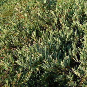 Blue Cascade Distylium - PlantingTree