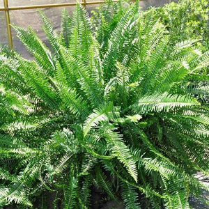 Kimberly Queen Fern | A Touch Of Sophistication - PlantingTree