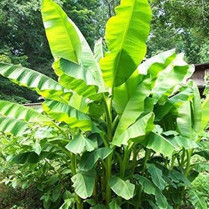 Basjoo Banana Tree - Plantingtree