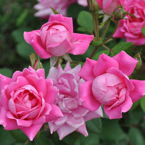 Pink Double Knock Out Rose | Add Sweet Pink Color - PlantingTree