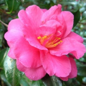 Shishi Gashira Camellia | Pink Blooming Evergreen - PlantingTree