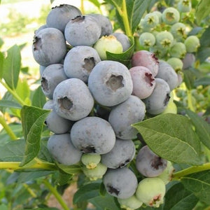 Bluecrop Northern Highbush Blueberry Plant, Live Deciduous Jumbo