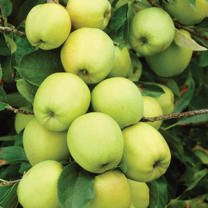 Golden Delicious apple tree: growing & harvesting - Plantura