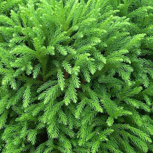 Cryptomeria Globosa Nana (Japanese Cedar) | Dwarf Evergreen Tree ...