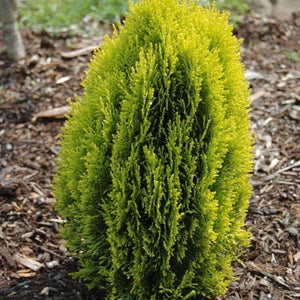 Morgan Chinese Arborvitae - PlantingTree