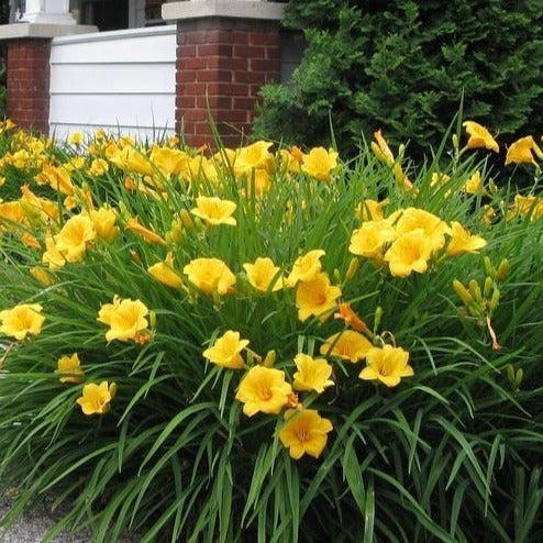 Stella de Oro Daylily