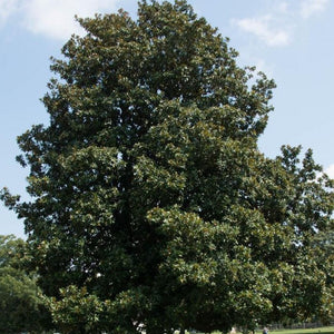 Southern Magnolia | Huge, Fragrant White Flowers - PlantingTree