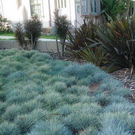 Blue Fescue Grass | Blue Fescue Ornamental Grass - PlantingTree