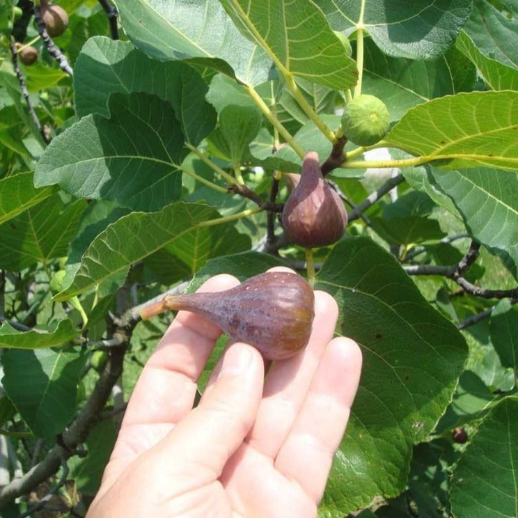 Good Eats: How to Grow Healthy Fig Trees