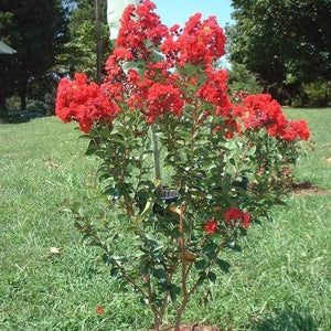 Dynamite Crape Myrtle